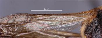 Media type: image;   Entomology 36004 Aspect: Wing hind